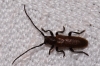Anaesthetis testacea (Fabricius, 1781)
