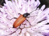 Anastrangalia sanguinolenta (Linnaeus, 1761)