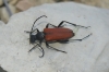 Anastrangalia sanguinolenta