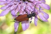 Anastrangalia sanguinolenta