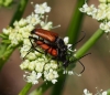 Anastrangalia sanguinolenta