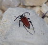 Anastrangalia sanguinolenta