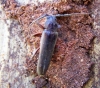 Arhopalus rusticus (Linnaeus, 1758)