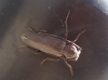 Arhopalus sp.