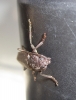 Arhopalus sp.