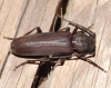 Arhopalus syriacus (Reitter, 1895)