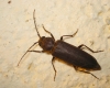 Arhopalus ferus (Mulsant, 1839)