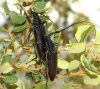Cerambyx sp.
