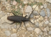 Cerambyx sp.