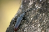 Cerambyx cerdo Linnaeus, 1758