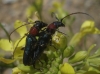 Certallum ebulinum (Linnaeus, 1767)