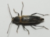Chlorophorus glaucus