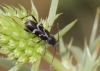 Chlorophorus sartor Chlorophorus sartor