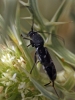 Chlorophorus sartor Chlorophorus sartor