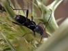 Chlorophorus sartor Chlorophorus sartor
