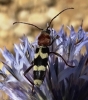 Chlorophorus trifasciatus (Fabricius, 1781)