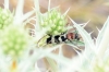 Chlorophorus trifasciatus (Fabricius, 1781)