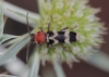 Chlorophorus trifasciatus (Fabricius, 1781)