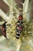 Chlorophorus trifasciatus (Fabricius, 1781)
