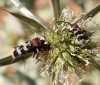 Chlorophorus trifasciatus (Fabricius, 1781)