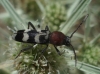 Chlorophorus trifasciatus (Fabricius, 1781)