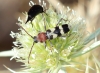 Chlorophorus trifasciatus (Fabricius, 1781)