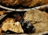 Chlorophorus trifasciatus (Fabricius, 1781)