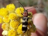 Chlorophorus trifasciatus (Fabricius, 1781)