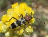 Chlorophorus trifasciatus (Fabricius, 1781)