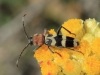 Chlorophorus trifasciatus (Fabricius, 1781)