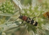 Chlorophorus trifasciatus (Fabricius, 1781)