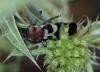 Chlorophorus trifasciatus (Fabricius, 1781)