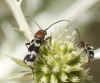 Chlorophorus trifasciatus (Fabricius, 1781)