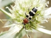 Chlorophorus trifasciatus (Fabricius, 1781)