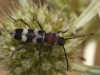 Chlorophorus trifasciatus (Fabricius, 1781)