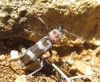 Chlorophorus trifasciatus Chlorophorus trifasciatus