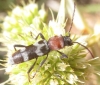 Chlorophorus trifasciatus Chlorophorus trifasciatus
