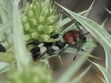 Chlorophorus trifasciatus Chlorophorus trifasciatus