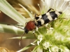 Chlorophorus trifasciatus