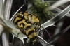 Chlorophorus varius