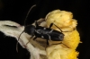 Chlorophorus sartor (Mller, 1766)