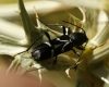 Chlorophorus sartor (Mller, 1766)