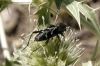 Chlorophorus sartor (Mller, 1766)