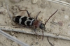 Chlorophorus trifasciatus (Fabricius, 1781)