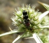 Chlorophorus trifasciatus (Fabricius, 1781)