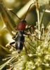 Chlorophorus trifasciatus (Fabricius, 1781)