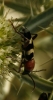 Chlorophorus trifasciatus (Fabricius, 1781)