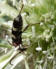 Chlorophorus trifasciatus Chlorophorus trifasciatus