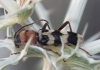 Chlorophorus trifasciatus Chlorophorus trifasciatus