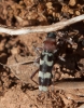 Chlorophorus trifasciatus Chlorophorus trifasciatus
